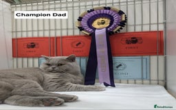 British Shorthair cats for sale: Champion line British Shorthair kittens  - Image 6
