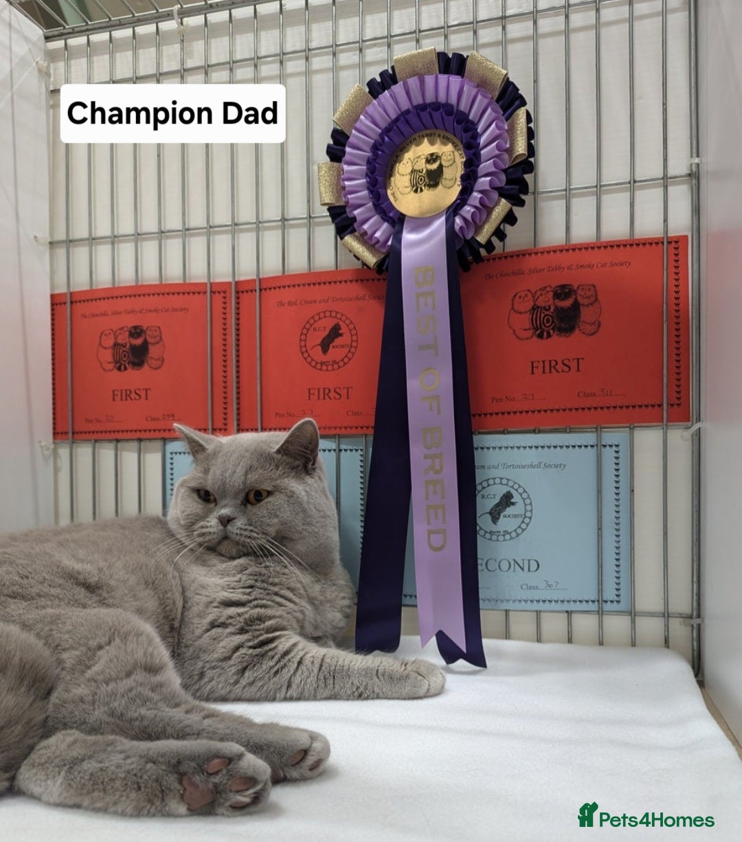 British Shorthair cats for sale: Champion line British Shorthair kittens  - Image 6