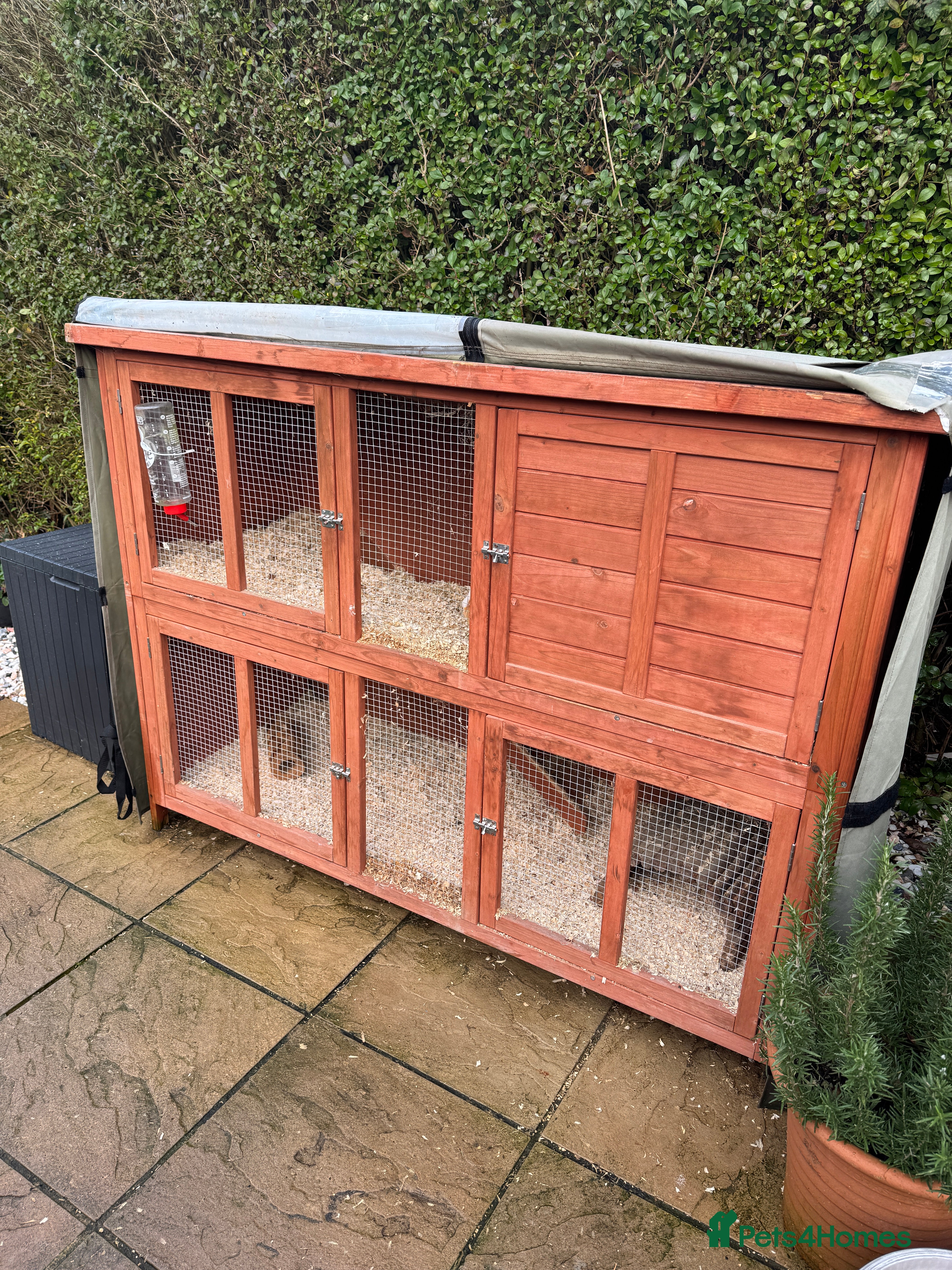 Guinea Pig rodents Two gorgeous male guinea pigs - Advert 1