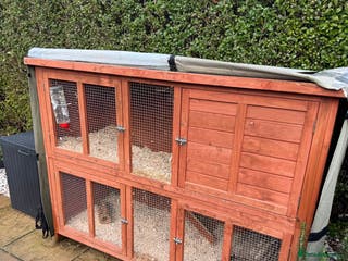 Guinea Pig rodents Two gorgeous male guinea pigs - Advert 8