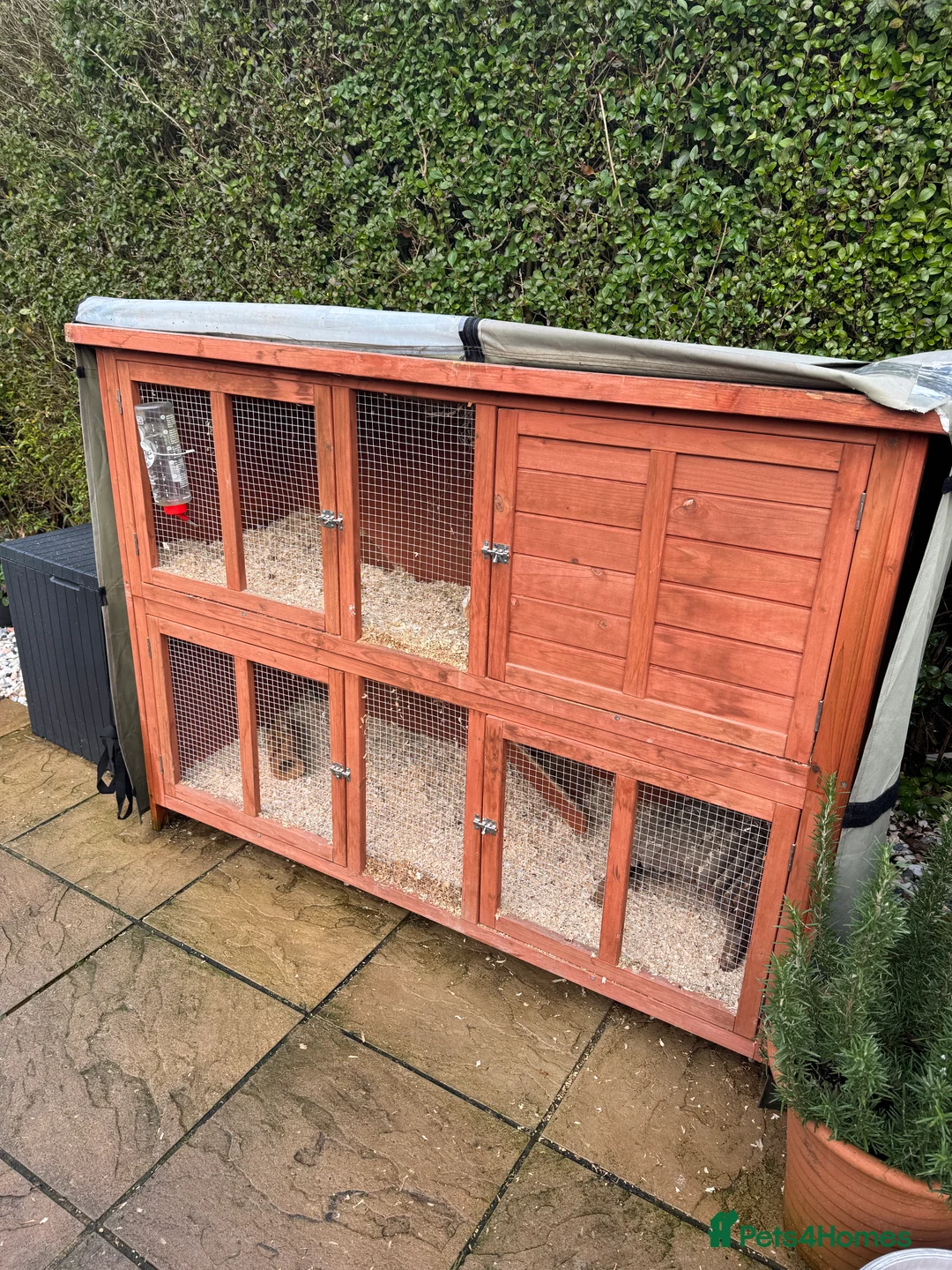 Guinea Pig rodents for sale: Two gorgeous male guinea pigs - Advert 1