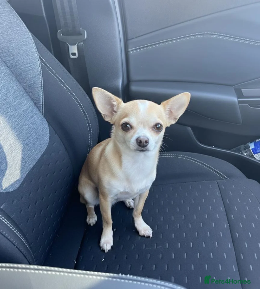 Chihuahua dogs for sale: Chihuahua Puppies  - Advert 12