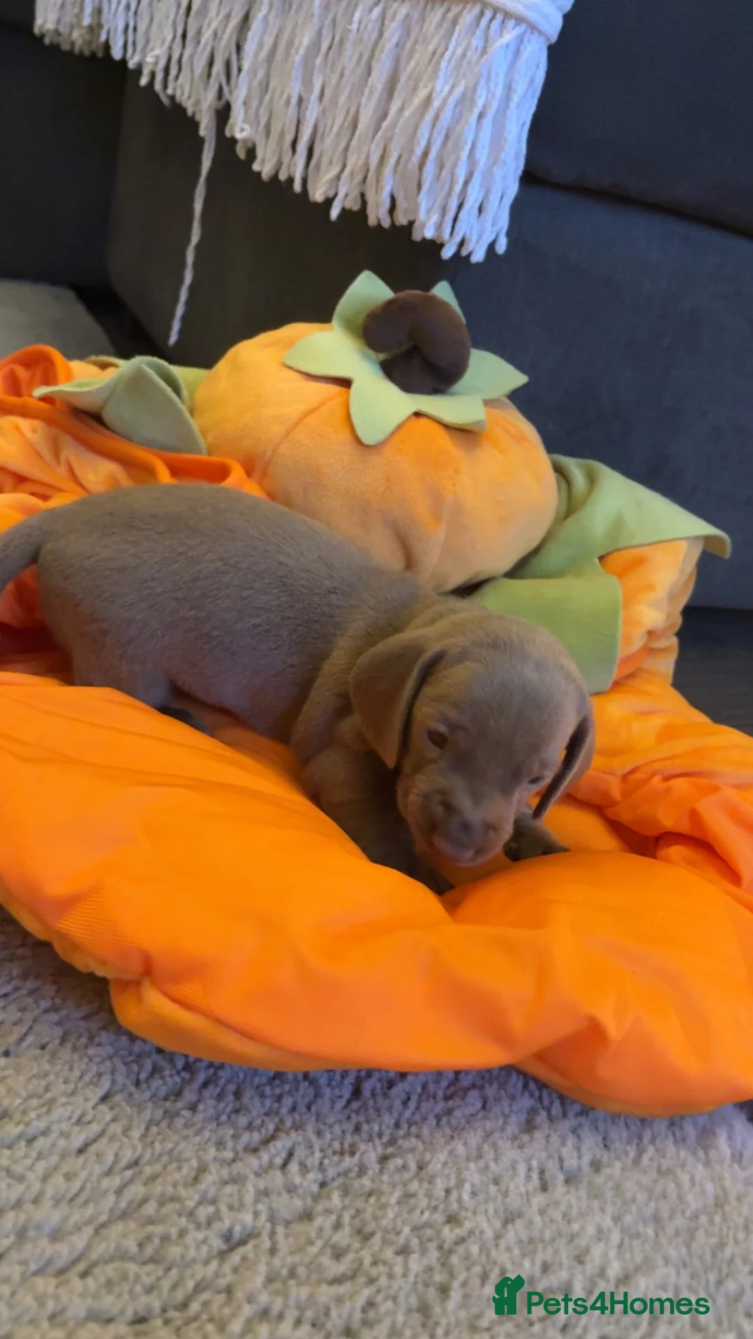 Dachshund dogs for sale: Beautiful little dachshund puppies  - Advert 2