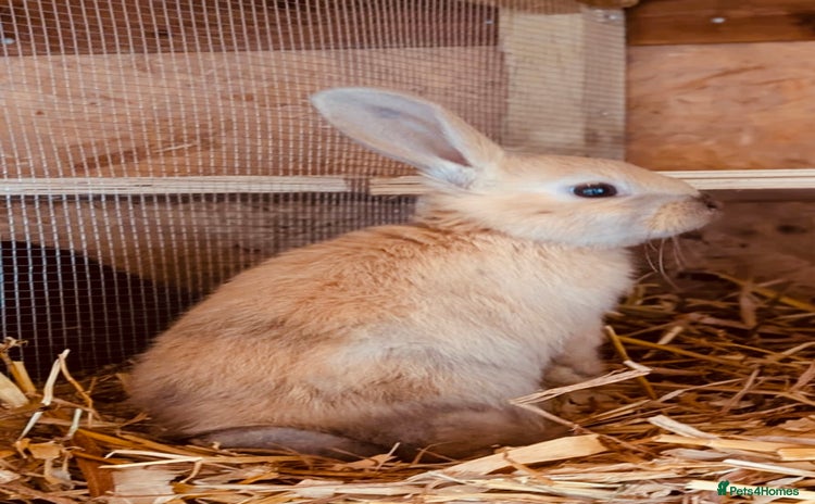 Mixed Breed rabbits - Advert 4