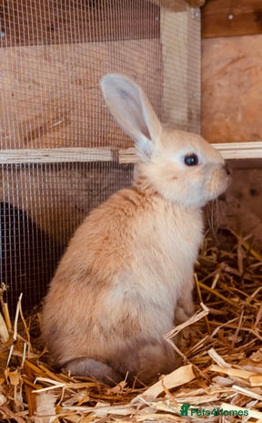 Mixed Breed rabbits - Advert 3