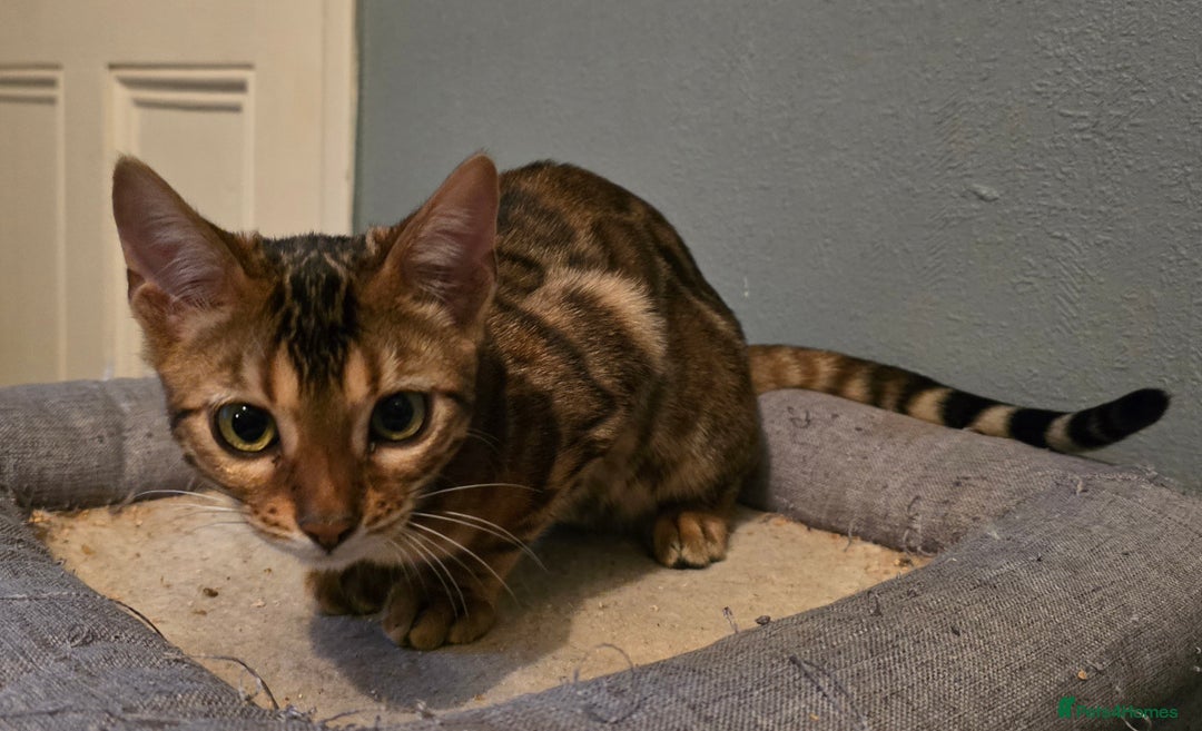 Bengal cats for sale: Registered Pure Bengal READY NOW  - Image 6