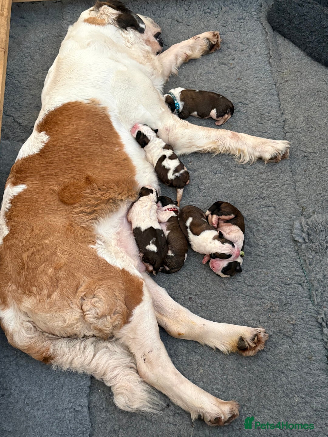 Saint Bernard dogs for sale: Stunning Saint Bernard puppies!  - Advert 7