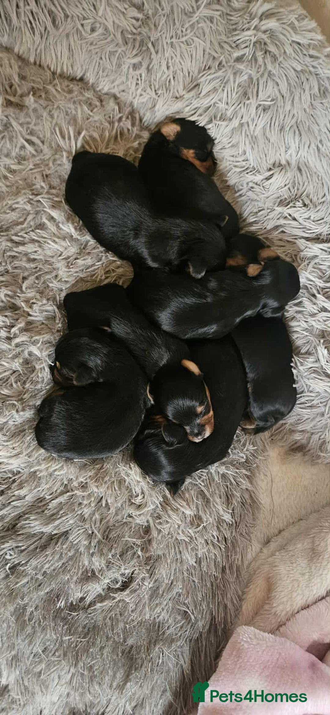 Yorkshire Terrier dogs for sale: 7 miniature Yorkshire terrier puppies - Image 6