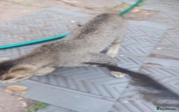 British Shorthair cats for sale: Kitten boy  - Image 3