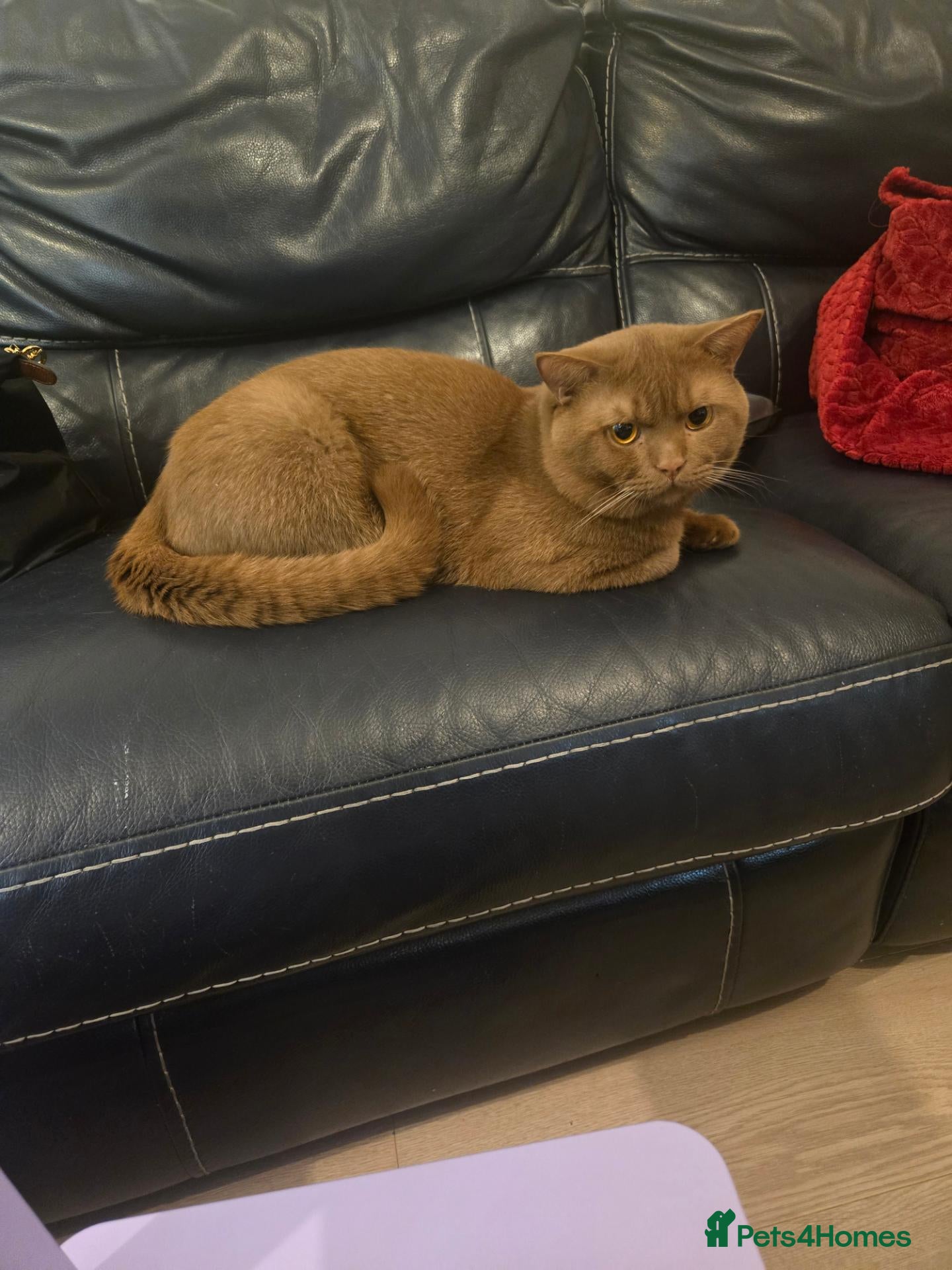 British Shorthair cats RARE BLACK GOLDEN BRITISH SHORTHAIR - Advert 2