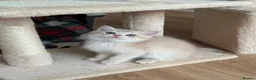 British Shorthair cats for sale: Loving Lilac Golden British Shorthair Boy - Advert 9