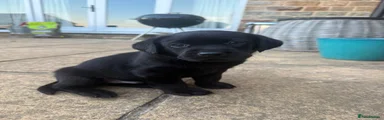 Labrador Retriever 3