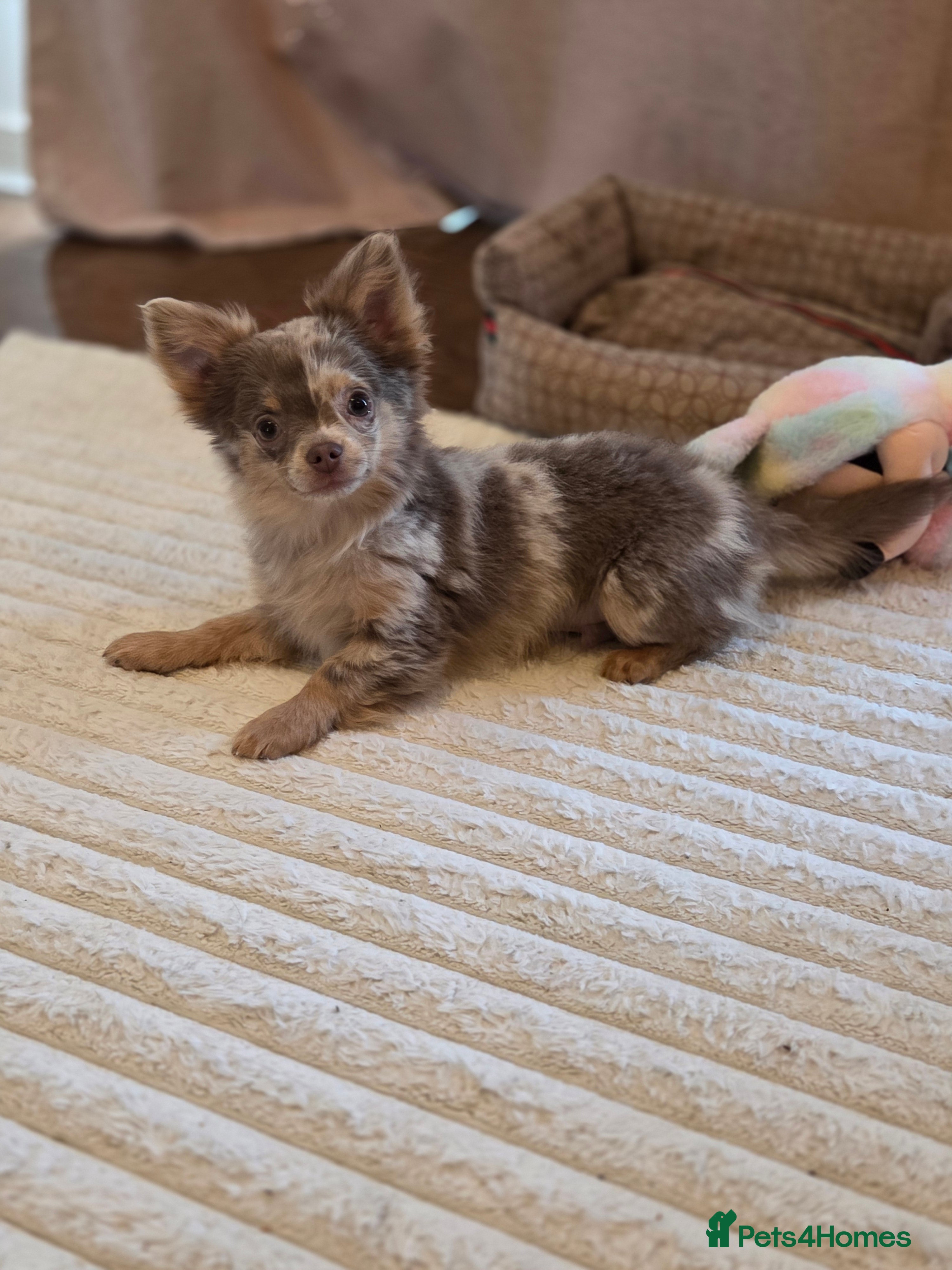 Chihuahua dogs Beautiful Merle Chihuahua babies - Advert 10