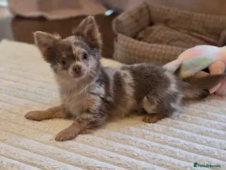 Chihuahua dogs Beautiful Merle Chihuahua babies - Advert 10