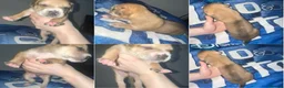American Bull Staffy dogs for sale: 13 Stunning American bulldog staff mix puppies 😍 - Advert 3