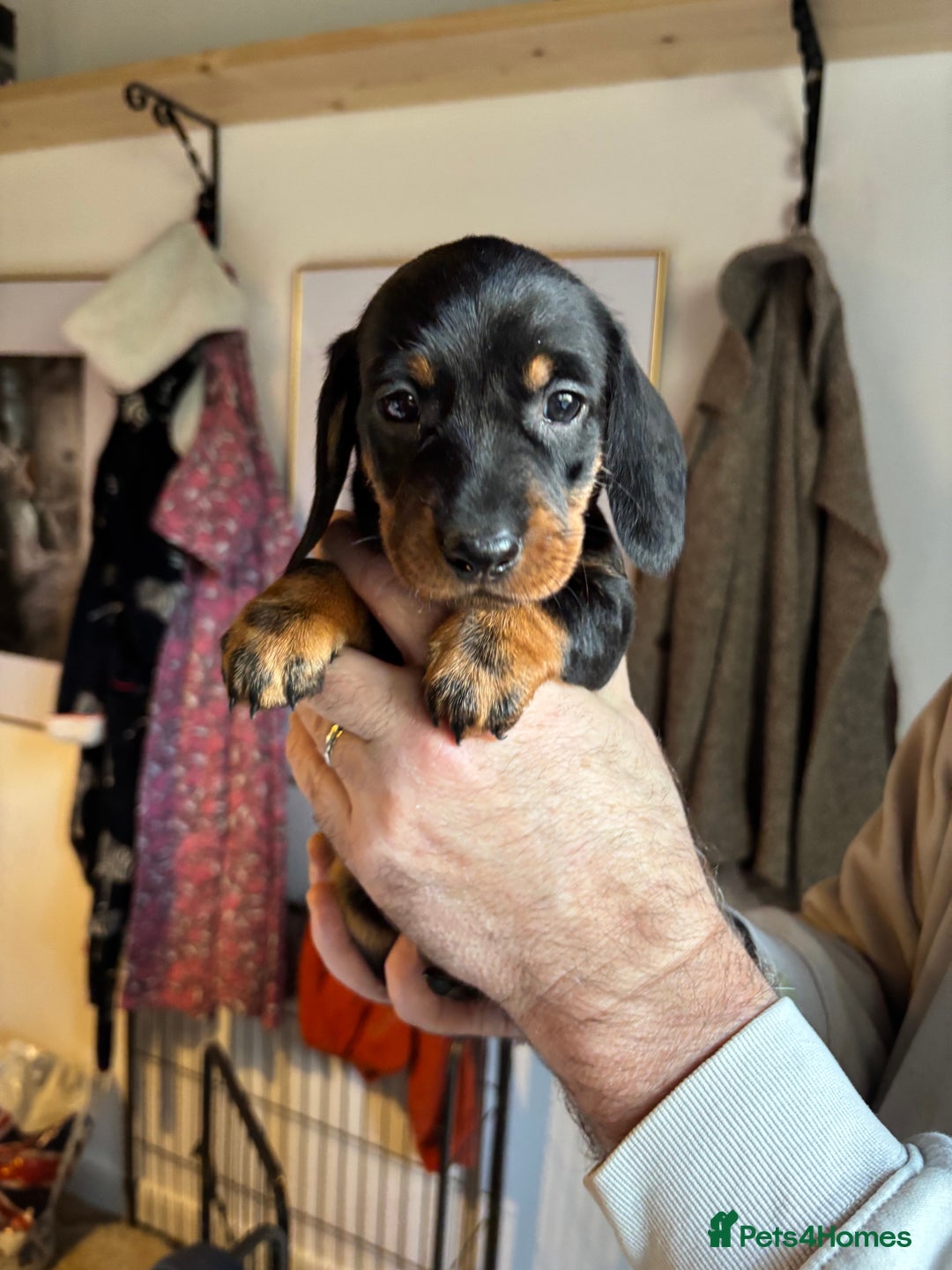 Dachshund dogs for sale: Four beautiful wire haired boys - Advert 21