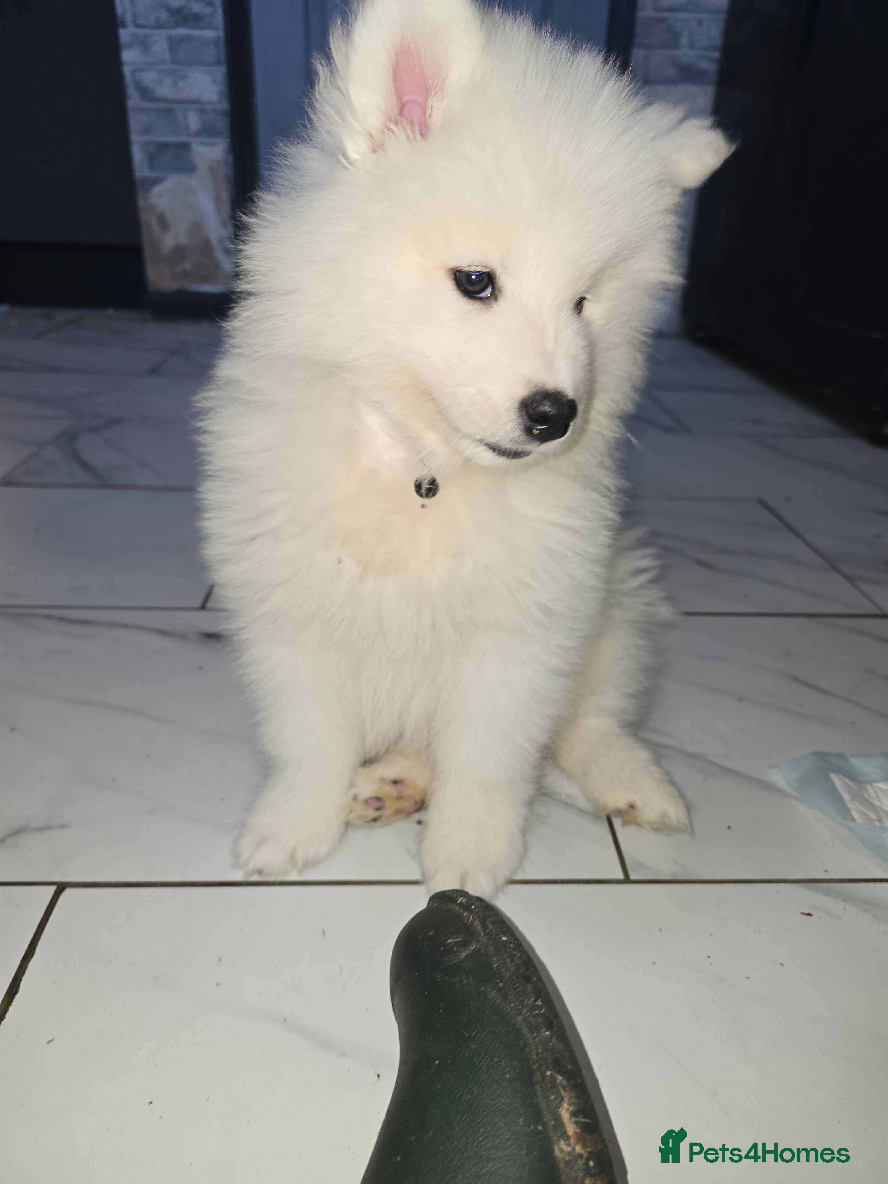 Samoyed dogs Ready to leave now only girls left  - Advert 3