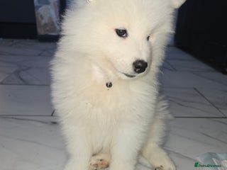 Samoyed dogs Ready to leave now only girls left - Advert 3
