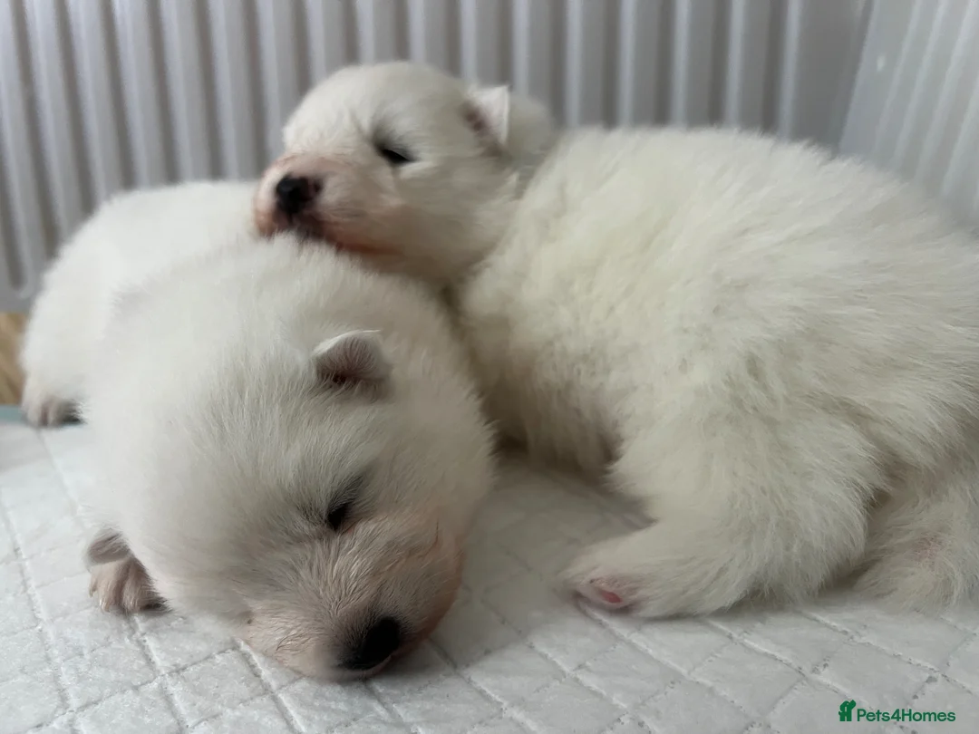 Japanese Spitz dogs for sale: One KC registered male Japanese Spitz available - Advert 16