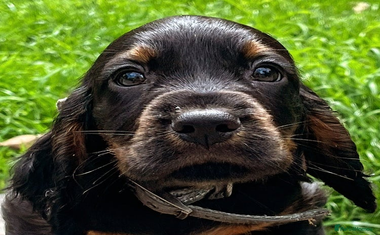 Cocker Spaniel dogs - Advert 14