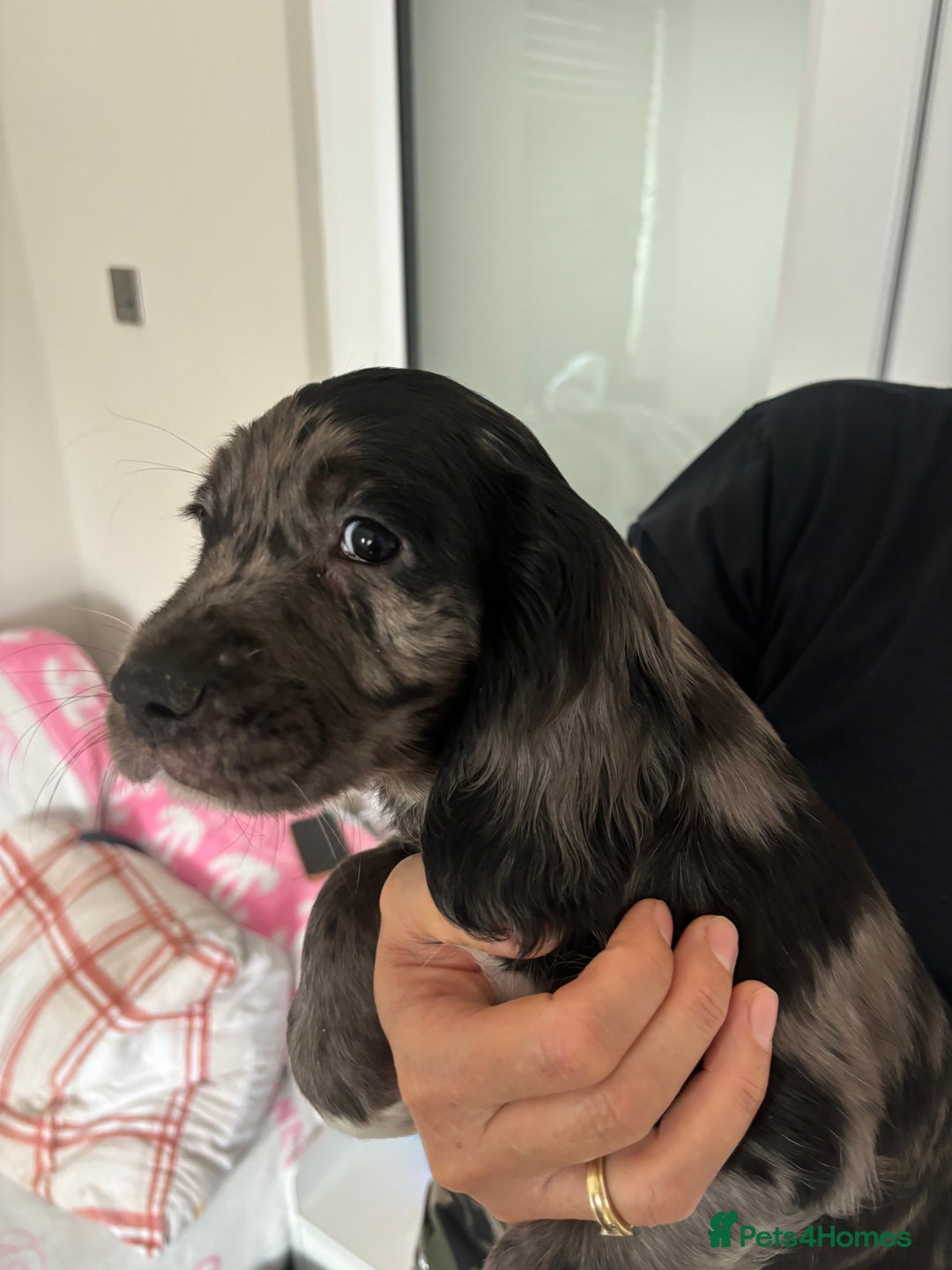 Cocker Spaniel dogs for sale:  show type dna health tested kc registered dad mum - Image 6