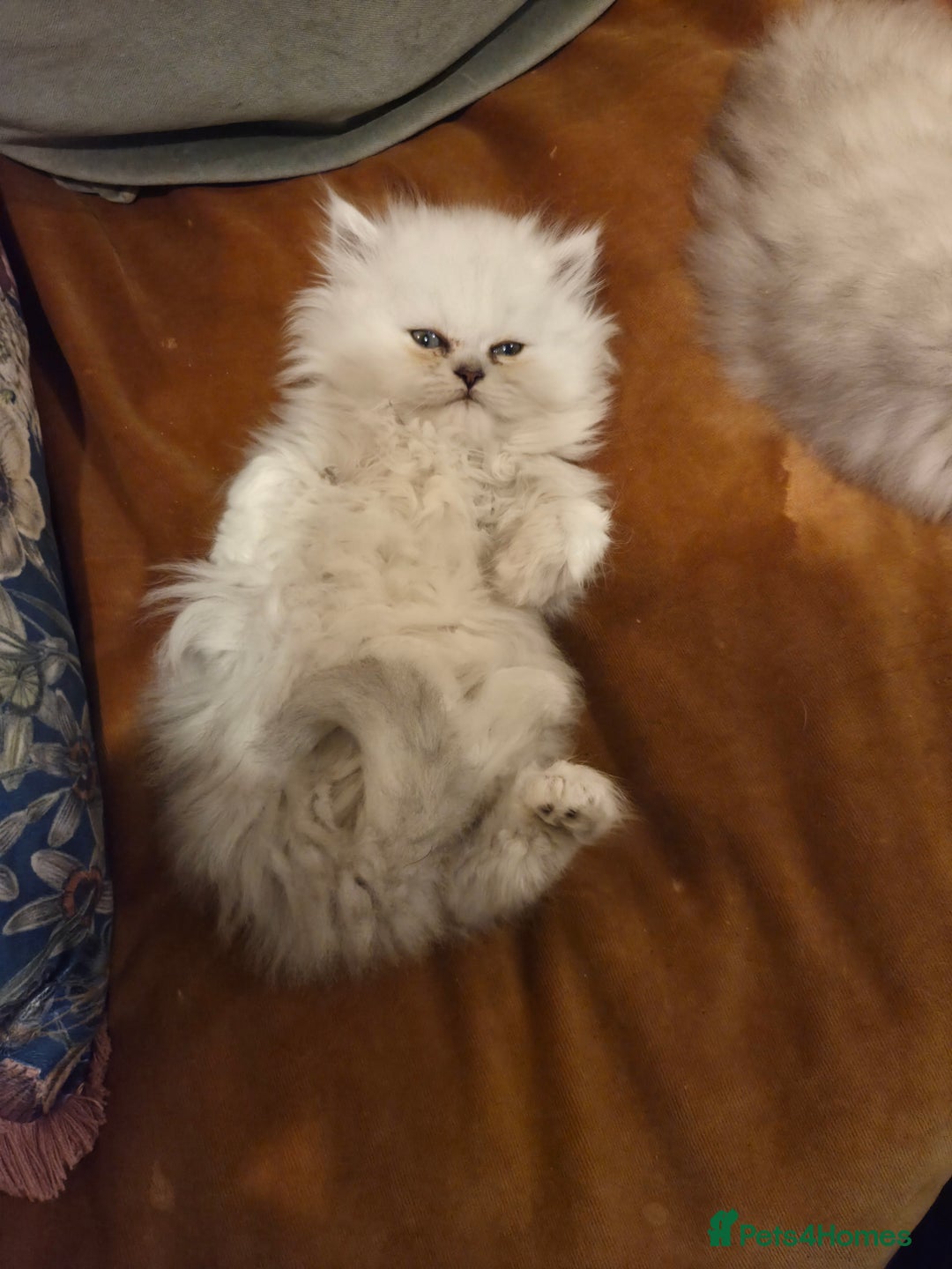 Persian cats for sale: Silvertip Chinchilla Persian- Boy & Girl Available - Advert 24
