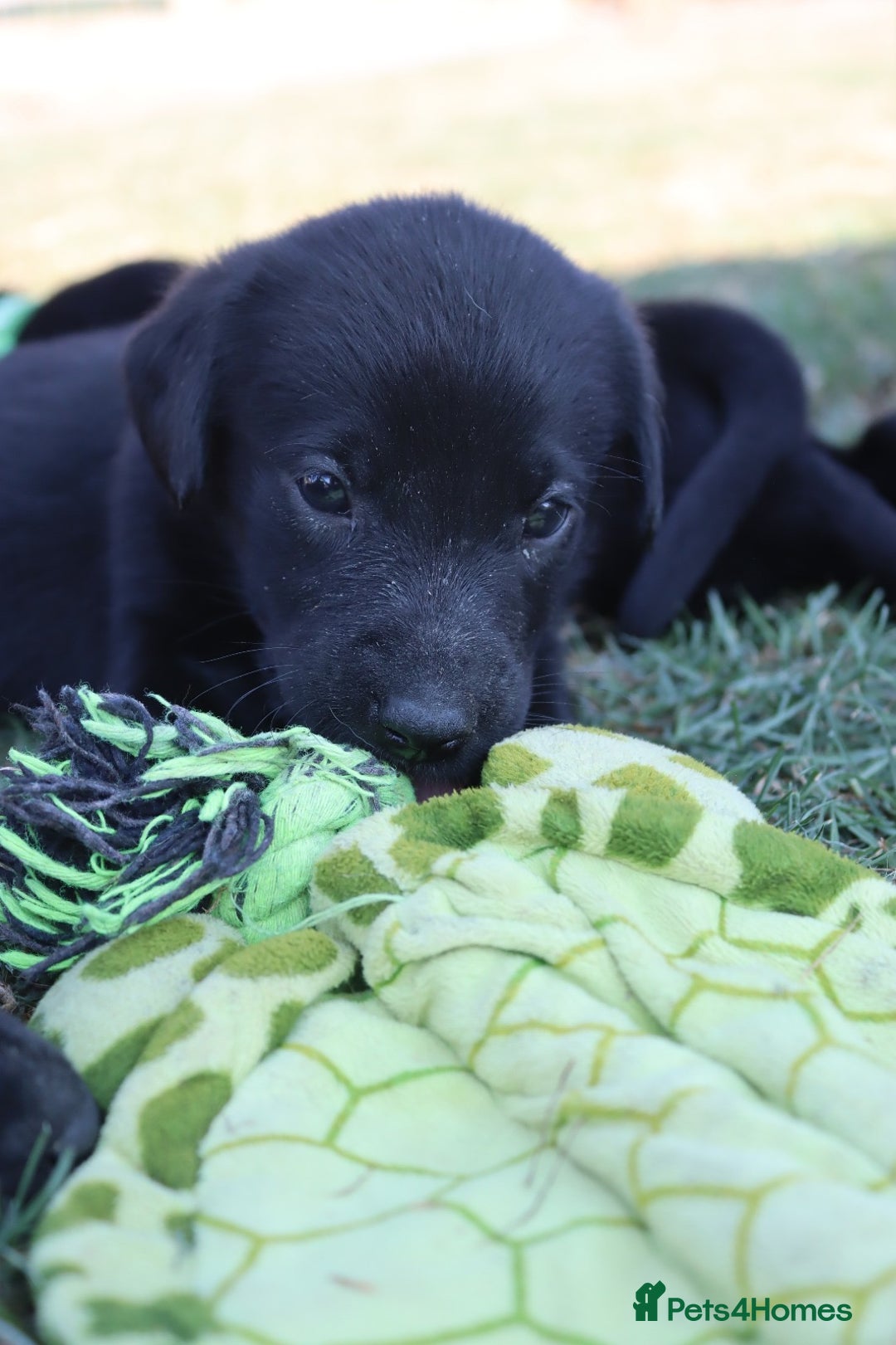 Labrador Retriever dogs for sale: Stunning Labrador KC Registered Puppies - Image 8