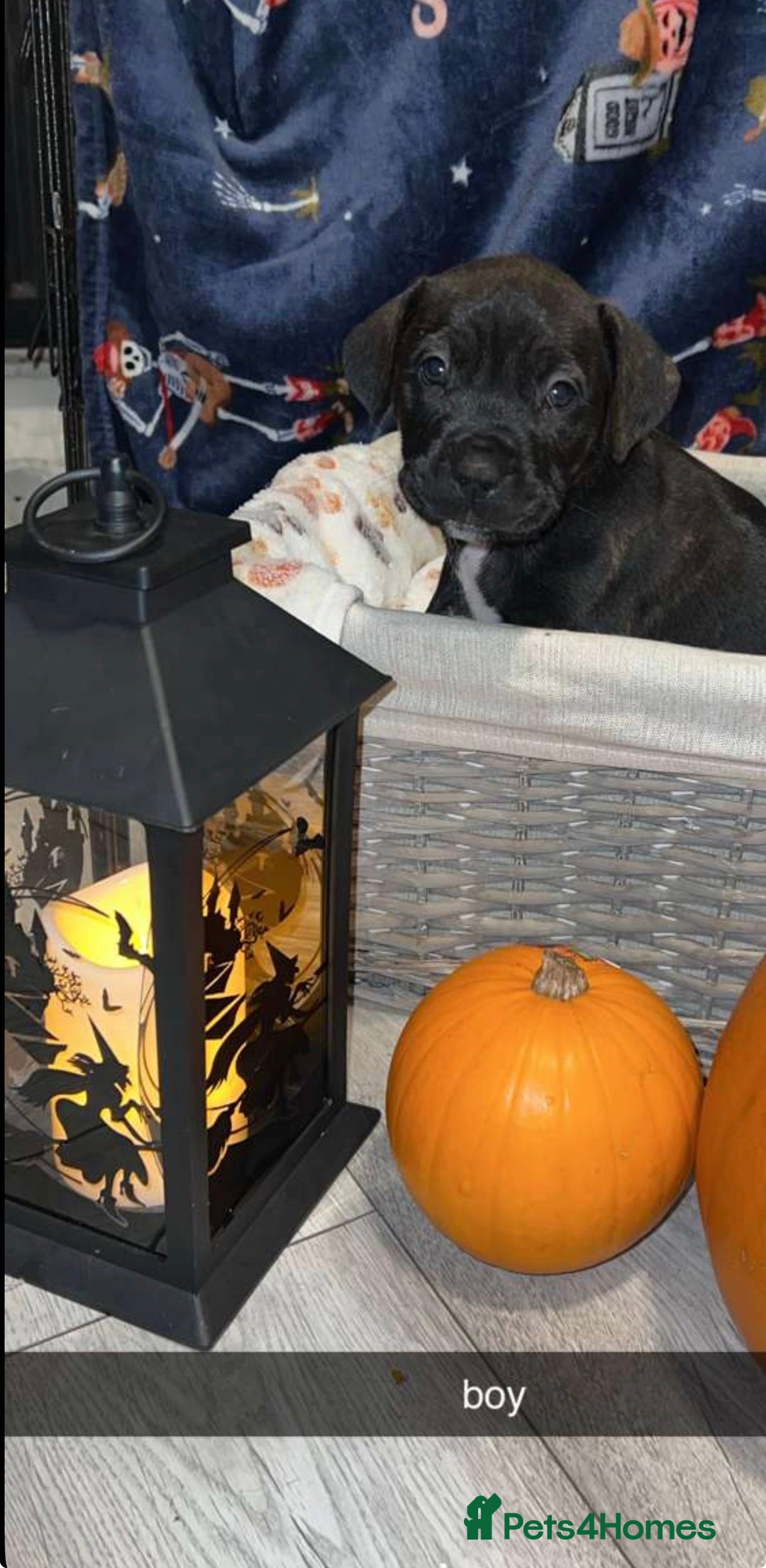 Mixed Breed dogs for sale: 8 beautiful pups for sale  - Image 8