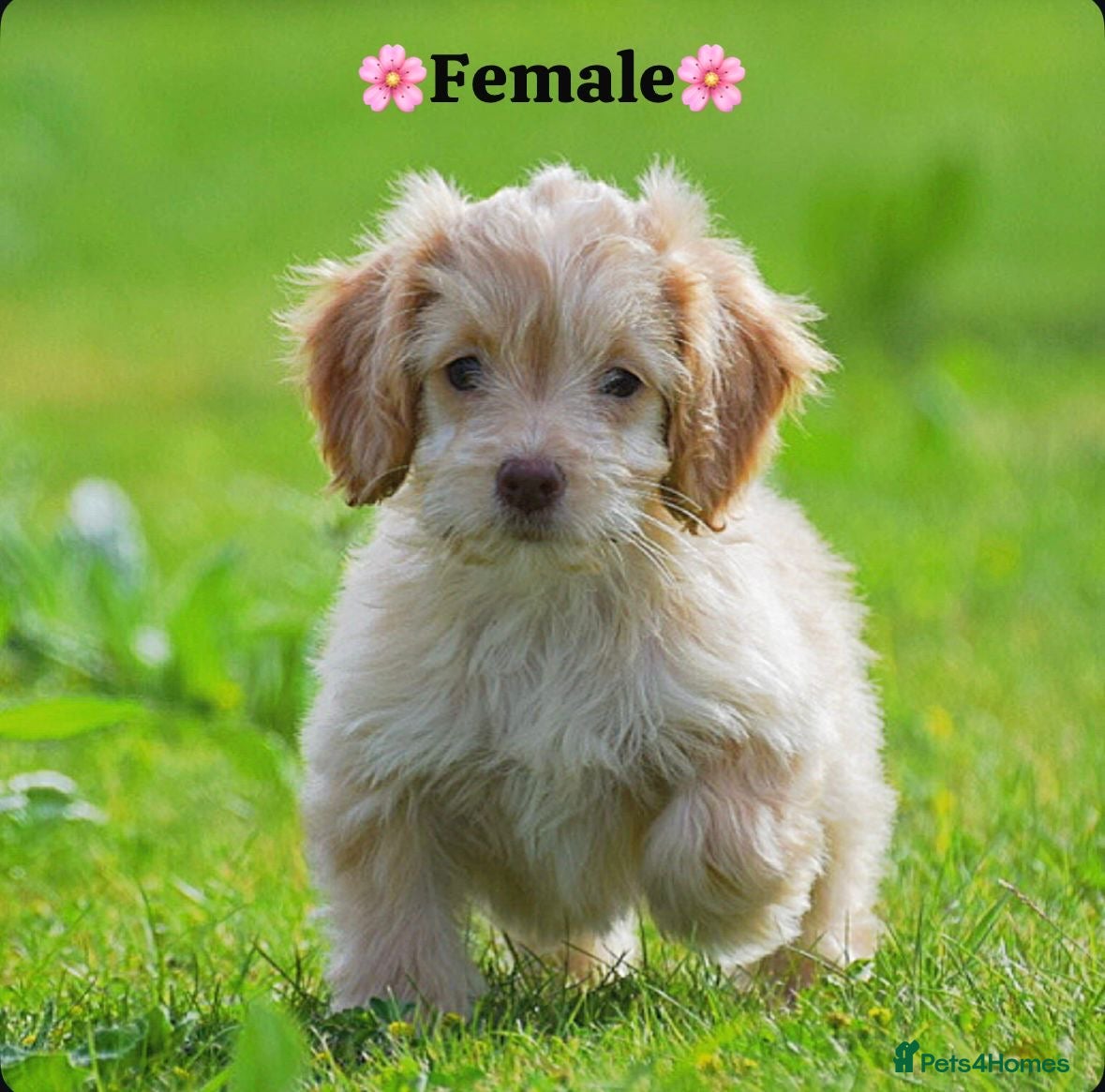 Cockapoo dogs Cockerpoo girls  - Advert 9