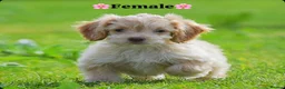 Cockapoo dogs for sale: Cockerpoo girls  - Advert 1
