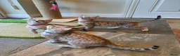 Bengal cats for sale: 🐆💕Very Beautiful Tica Registered Bengal Kittens. - Advert 8