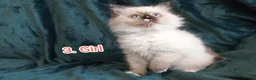 Ragdoll cats for sale: Ragdoll kitten. 2 Girls and 1 Boy  in Coventry - Advert 21
