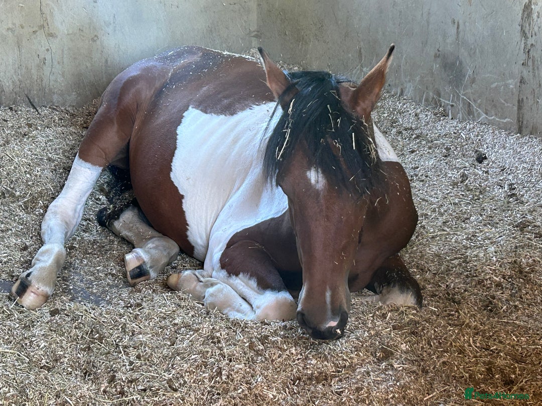 Hanoverian horses for sale: Skewbald filly  - Image 3