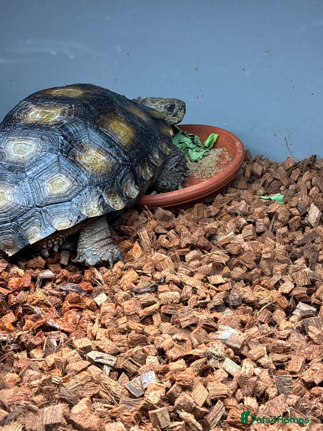 Tortoise reptiles for sale: Burmese Brown Mountain Tortoise - Advert 3