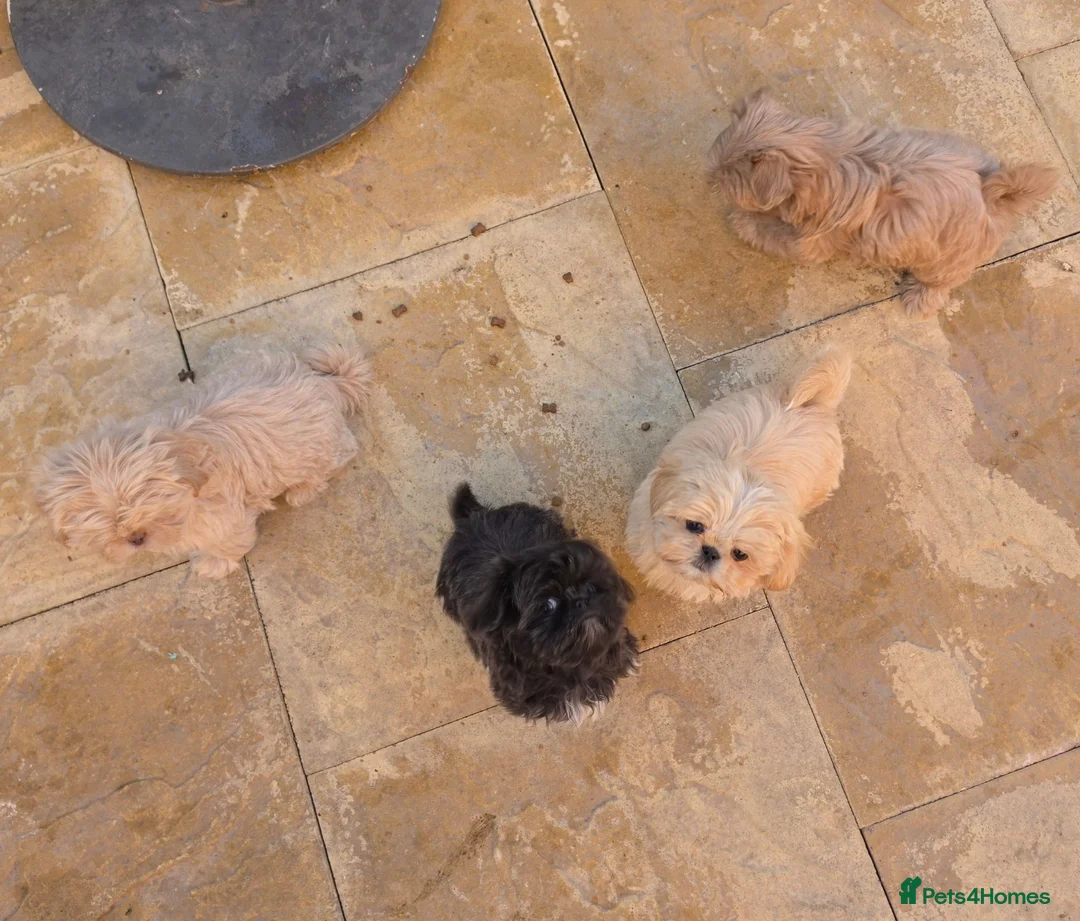 Shih Tzu dogs for sale: Shihtzu pups Beautiful colours & imperial sizes 🐾 - Advert 1