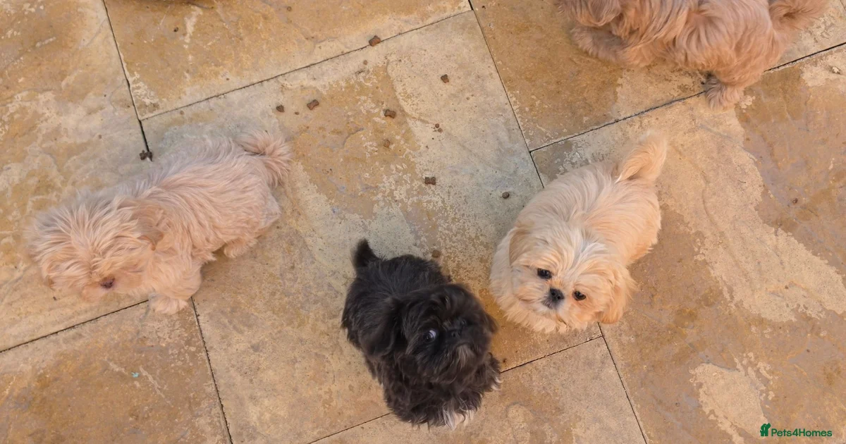 Small Size Pets Animals For Sale Pets4Homes small-size-pets-animals-for-sale-pets4homes