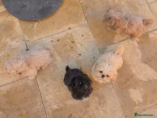 Shih Tzu dogs Shihtzu pups Beautiful colours & imperial sizes 🐾 - Advert 1