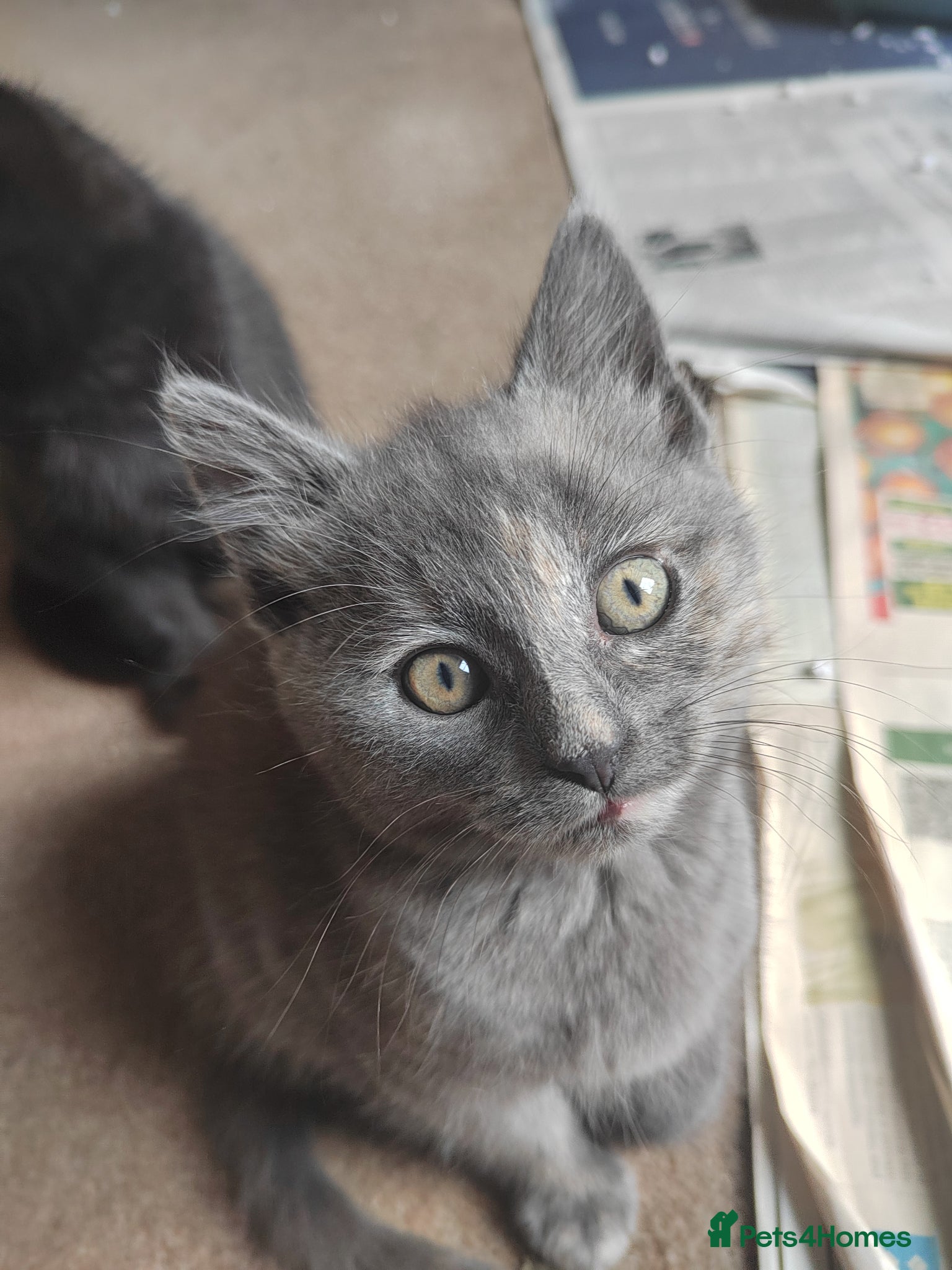 Mixed Breed cats for sale: Beautiful grey, tortoiseshell, black kittens in Wakefield - Advert 5