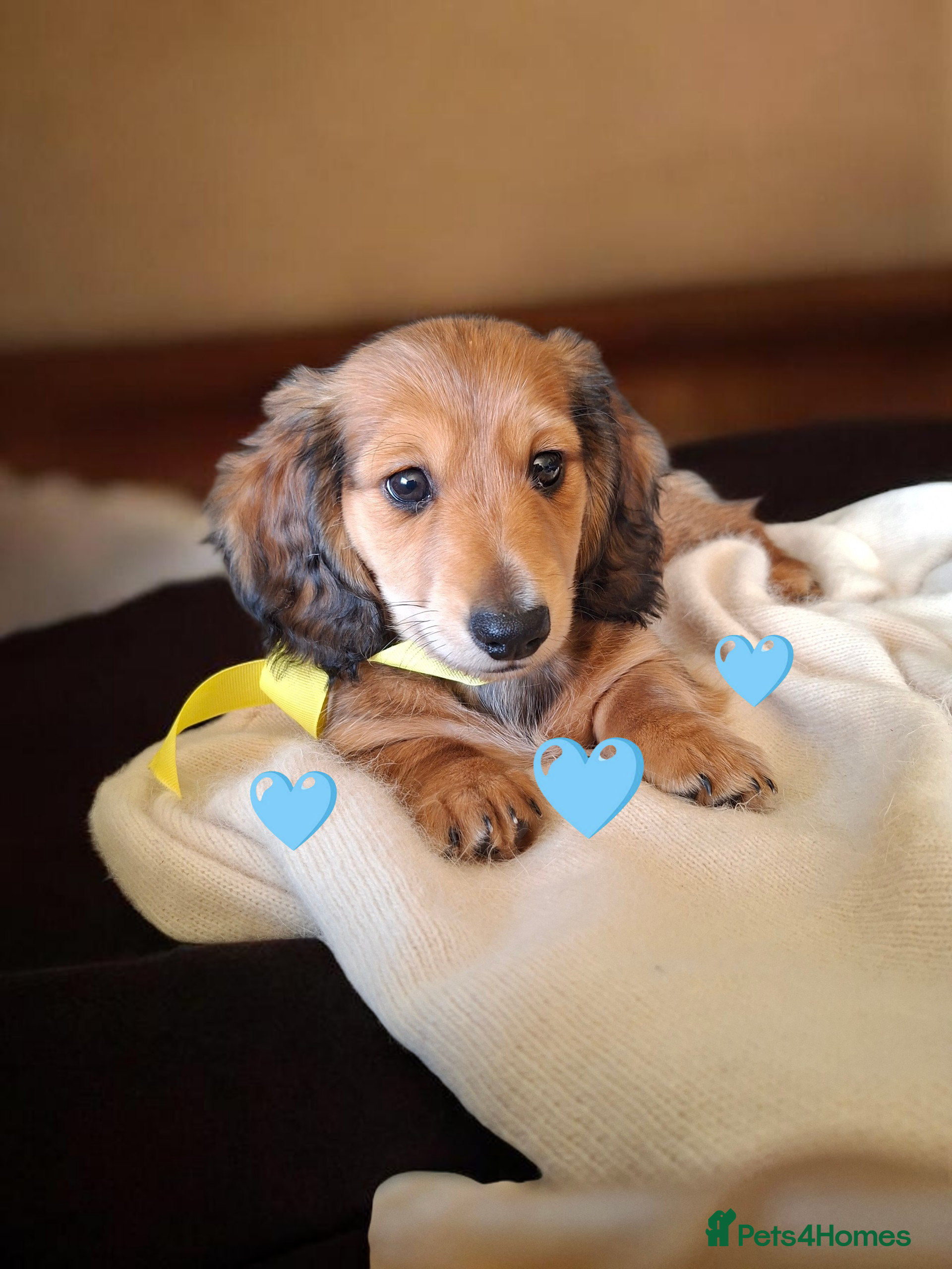 Miniature Dachshund dogs Long haired miniature dachshund puppy - Advert 4