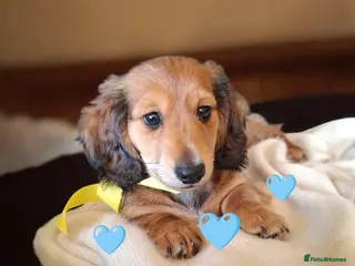 Miniature Dachshund dogs Long haired miniature dachshund puppy - Advert 7