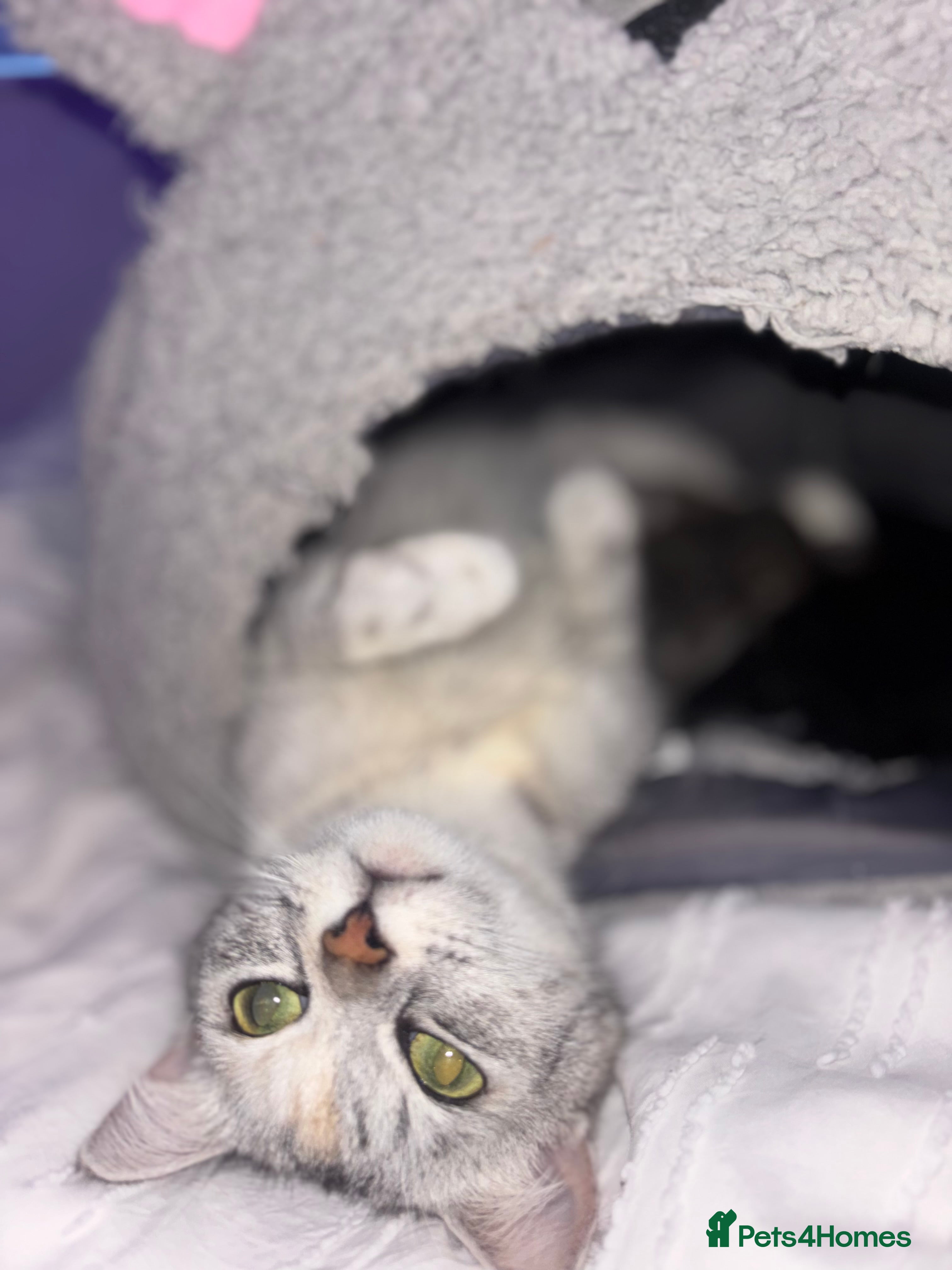 Scottish Fold cats Adorable Scottish Straight Kittens 🥰 - Advert 2