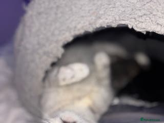 Scottish Fold cats Adorable Scottish Straight Kittens 🥰 - Advert 2