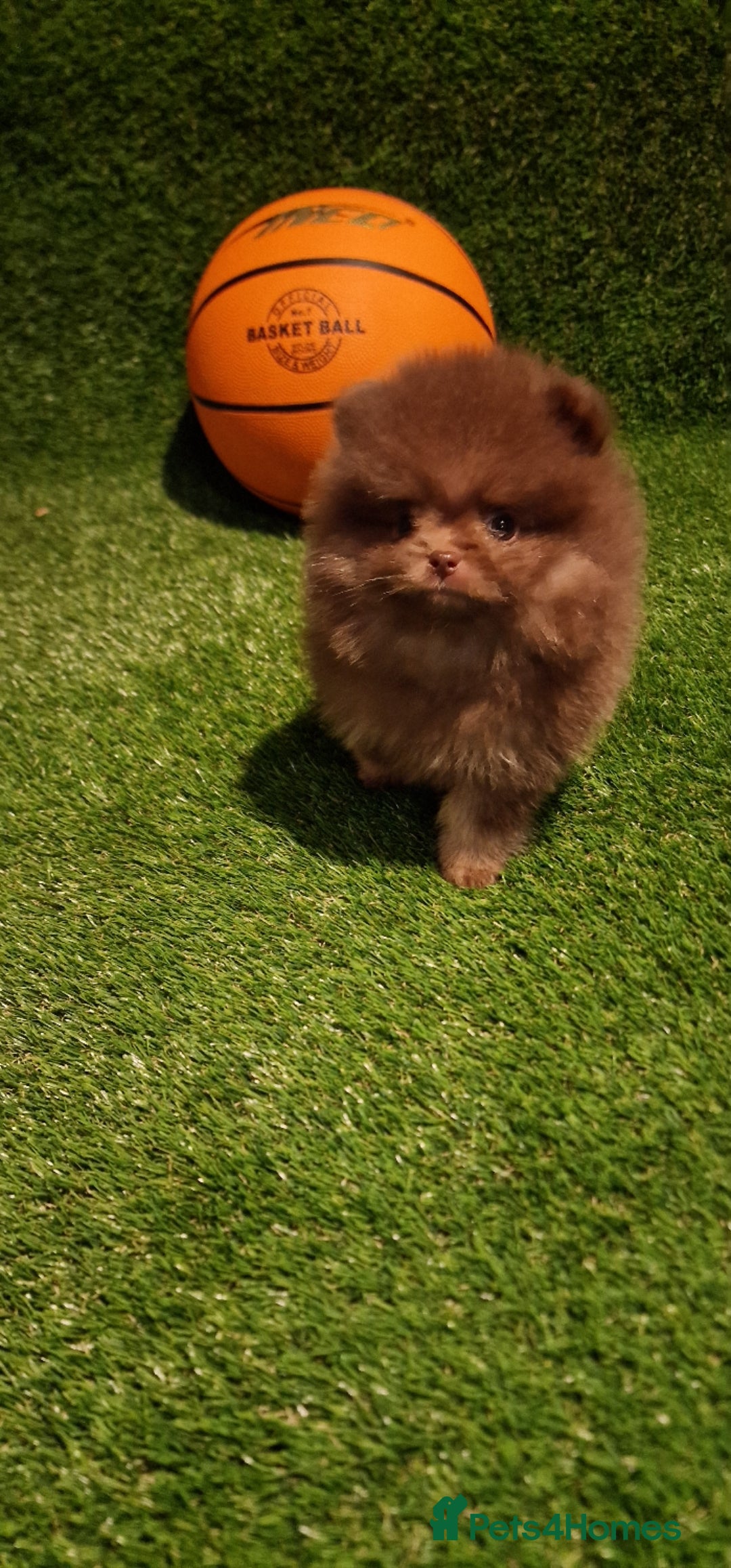 Pomeranian dogs for sale: 🧸💥 TOPQUALITY XXS UNIQUE POMERANIAN PUPPIES 🧸💥 - Image 13