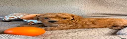 Toy Poodle dogs for sale: Beautiful Toy Poodle Puppies – 3 Girls & 1 Boy - Advert 4