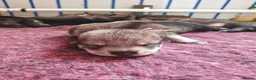 Mixed Breed dogs for sale: Northern Inuit Puppy - Advert 9