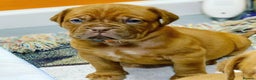 Dogue De Bordeaux dogs for sale: Dogue de Bordeaux puppies now available for sale! - Advert 8