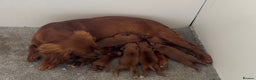 Cockapoo dogs for sale: Fox Red Cockapoo Puppies🎅 **  - Advert 8