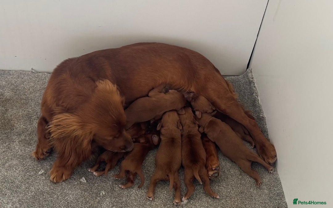 Cockapoo dogs for sale: Fox Red Cockapoo Puppies🎅 **  - Advert 8