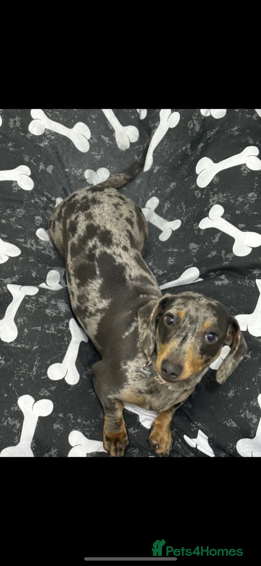 Miniature Dachshund dogs for sale: miniature dashchund - Advert 2