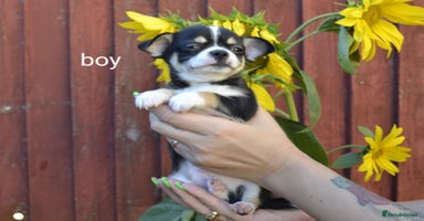 Chihuahua dogs - Advert 5